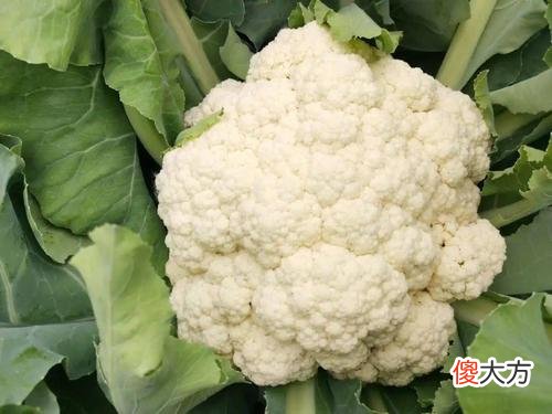 菜花的营养价值 菜花的营养价值及功效